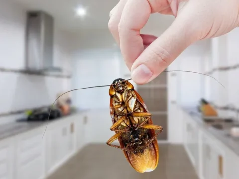 Как избавиться от клопов в квартире Москва и сделать жизнь комфортнее и безопаснее