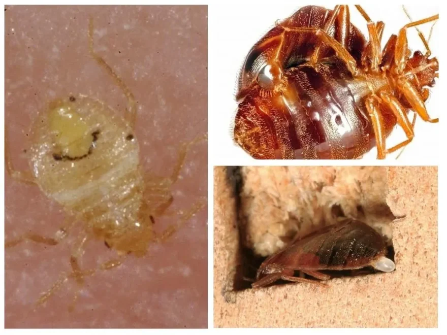 Надежное решение для борьбы с клопами в Москве, которое приносит результаты и спокойствие