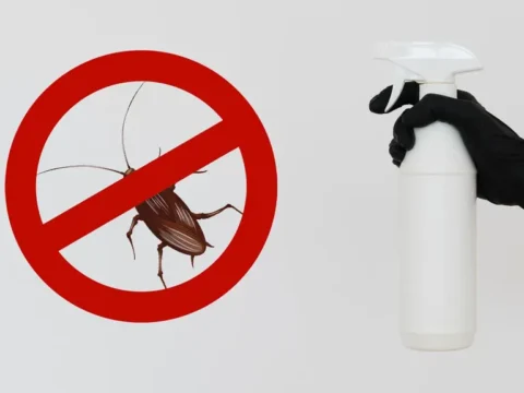 Как избавиться от клопов в Москве — Эффективная дезинсекция