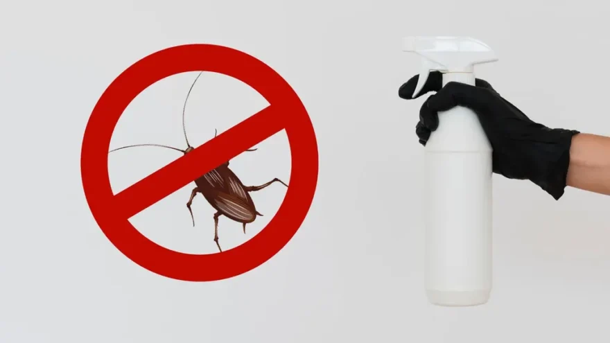 Как избавиться от клопов в Москве — Эффективная дезинсекция